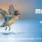 SALON DES MIGRATEURS