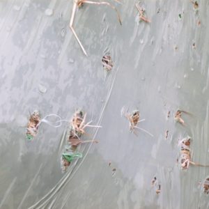 Dégâts sur botte d'enrubannage