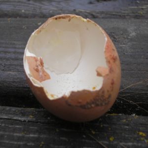 Dégâts sur œuf de poule