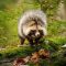Le chien viverrin