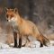 Le renard