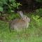 Le lapin de garenne