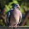 Le pigeon ramier