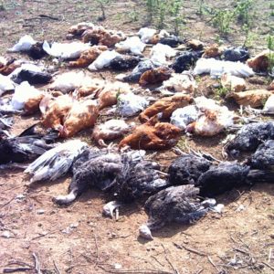 Dégats sur basse cour