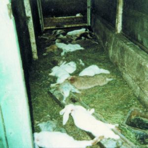 Dégats sur des lapins