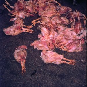 Dégats sur des poulets