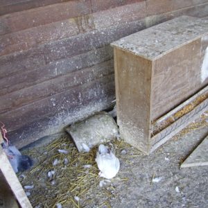 Dégats sur pigeons
