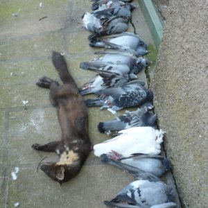 Dégats sur pigeons voyageurs