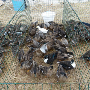 Salon Migrateurs - Des appelants