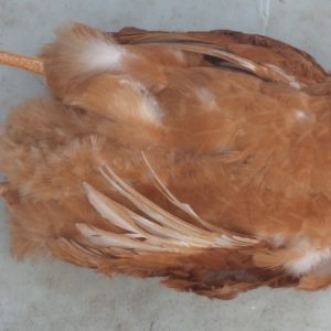 Le renard arrache les têtes