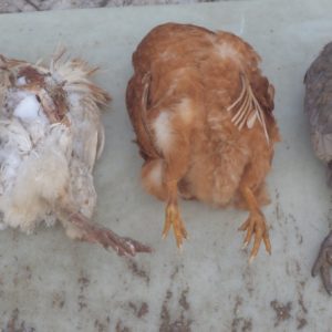 Poitrines mangées et têtes arrachées